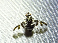 Dyscrasis hendeli