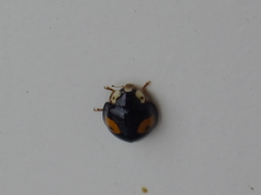 Harmonia axyridis