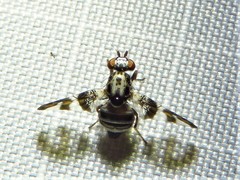 Dyscrasis hendeli