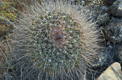 Mammillaria melanocentra melanocentra