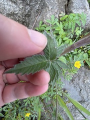 Cicuta douglasii