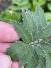 Cicuta douglasii