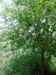Morus nigra