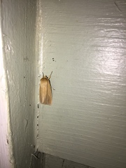 Mythimna oxygala