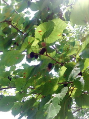 Morus nigra