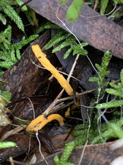 Clavulinopsis amoena