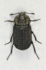 Thanatophilus lapponicus