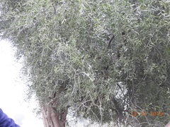 Salvadora