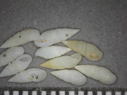 Rissoina ambigua observed 2014-07-20