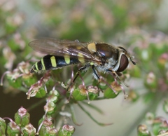 Melangyna labiatarum