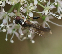 Sphegina