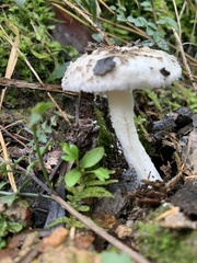 Amanita farinacea
