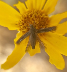Periploca ceanothiella