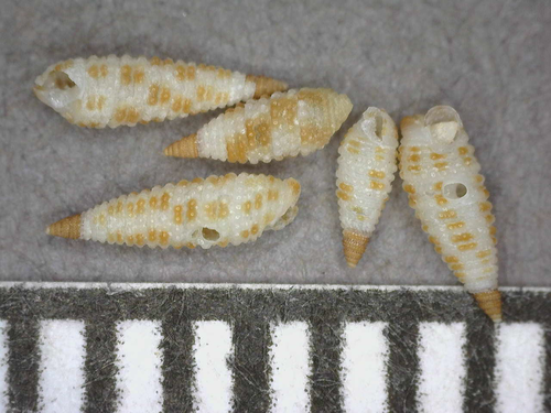 Opimaphora coralina observed 2014-07-20