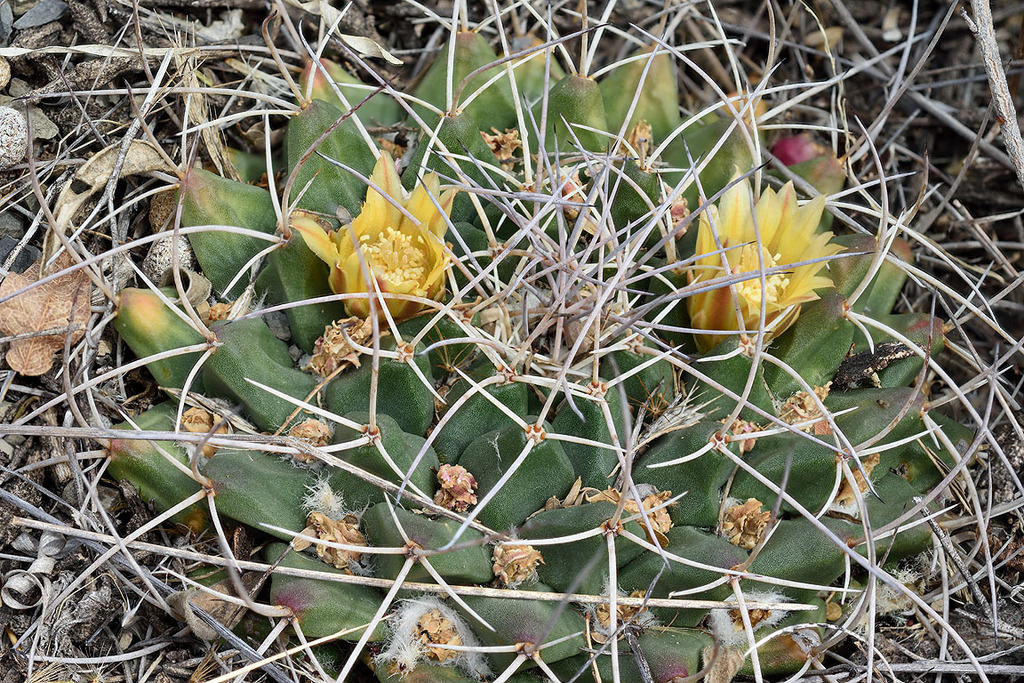 Mammillaria winterae
