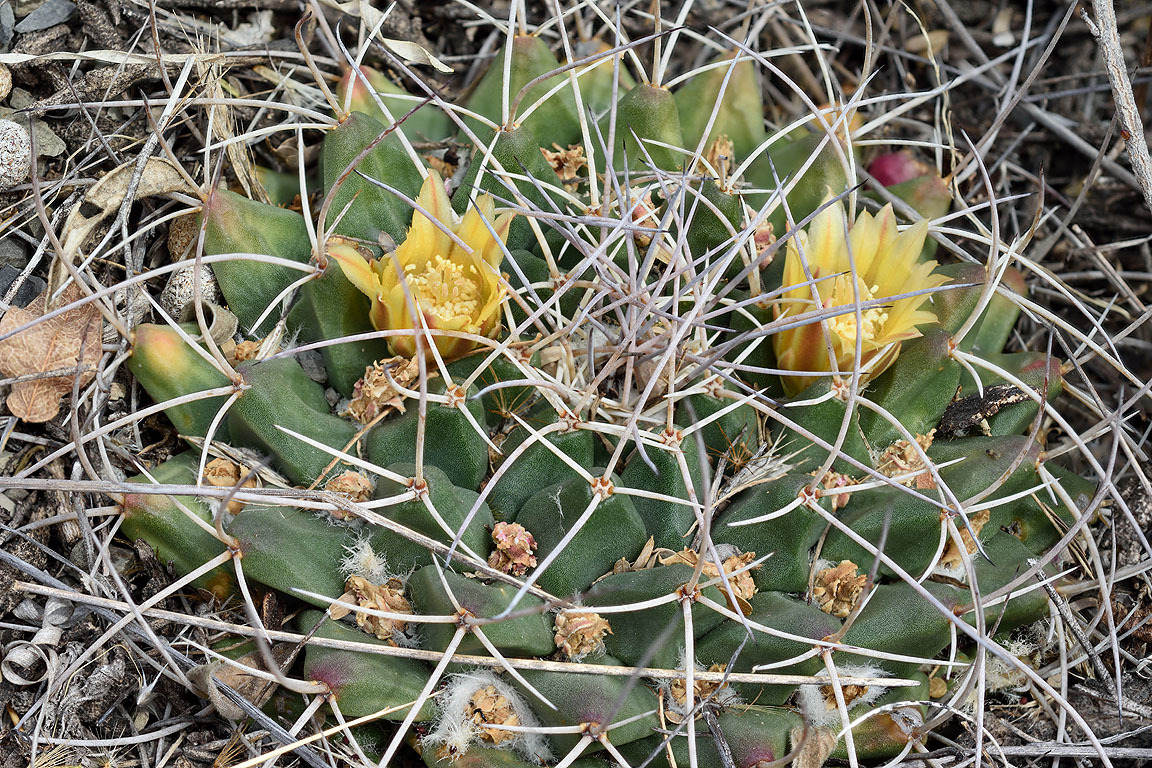 Mammillaria winterae
