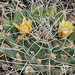 Mammillaria winterae - Photo (c) Ad Konings, osa oikeuksista pidätetään (CC BY-NC), uploaded by Ad Konings