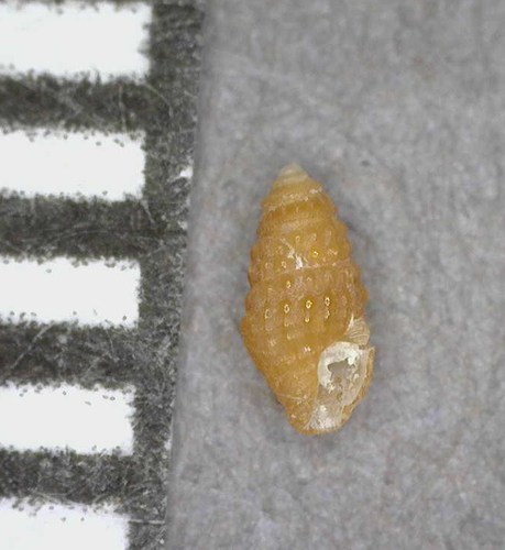 Carinapex observed 2014-07-20