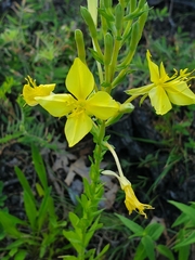 Oenothera clelandii