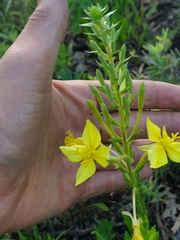 Oenothera clelandii