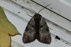 Catocala andromedae