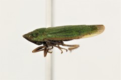 Helochara
