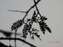 Prosopis cineraria