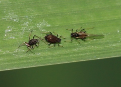 Schizaphis scirpi