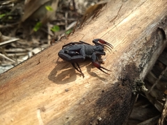 Centruroides gracilis