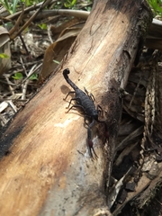 Centruroides gracilis