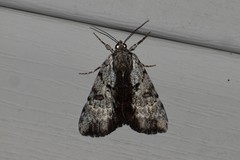 Catocala andromedae