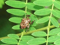 Eocanthecona concinna