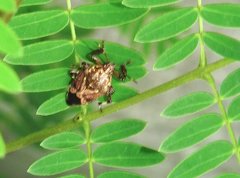 Eocanthecona concinna