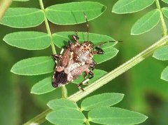 Eocanthecona concinna