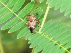 Eocanthecona concinna