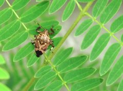 Eocanthecona concinna