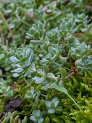 Sedum debile