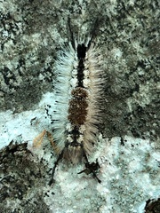 Dasychira vagans