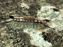 Dasychira vagans