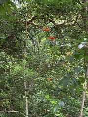 Sterculia lanceolata