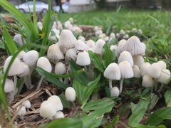 Coprinellus disseminatus
