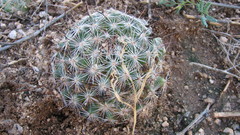 Mammillaria wrightii wilcoxii