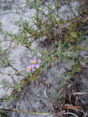 Zygophyllum indicum