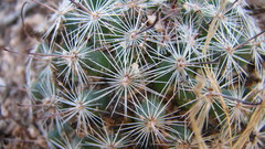 Mammillaria wrightii wilcoxii