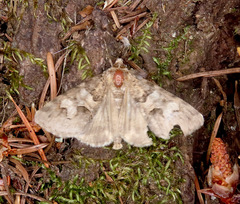 Drasteria sabulosa