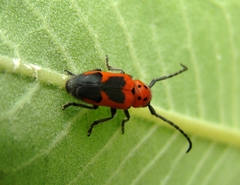 Tetraopes melanurus