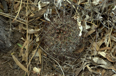 Mammillaria wrightii wilcoxii