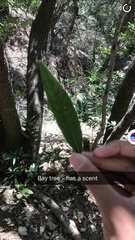 Pimenta racemosa