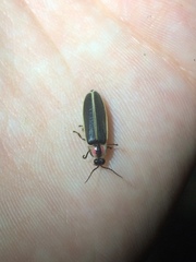 Photinus carolinus