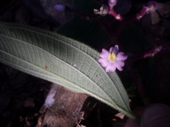 Miconia conospeciosa
